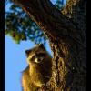 Raccoon in Tree